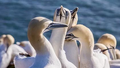 九游娱乐官网-法甲焦点战，精彩配合和精彩进球展示球队实力，法甲集锦