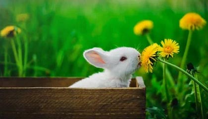 九游娱乐官网-法甲焦点战，精彩配合和精彩进球展示球队实力，法甲集锦